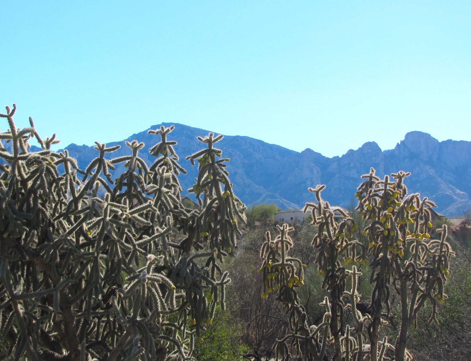 Catalina Mountain views